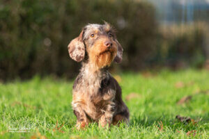 Helly Cani di Lavoro FCI